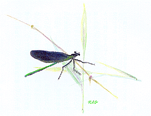 bug05.gif
