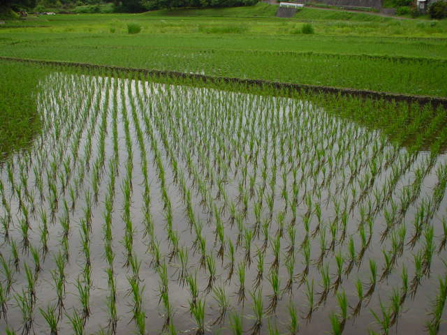 DSC00010