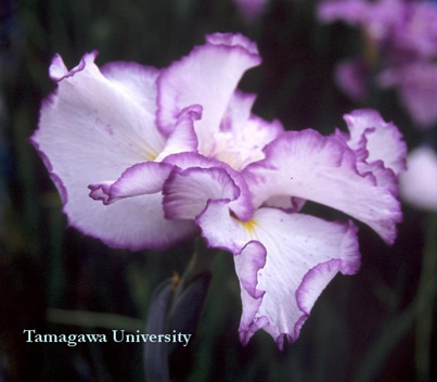 タイトル：昌蒲 品種一覧 | 花菖蒲（ハナショウブ）図鑑 | 玉川大学農学部教授 田淵俊人