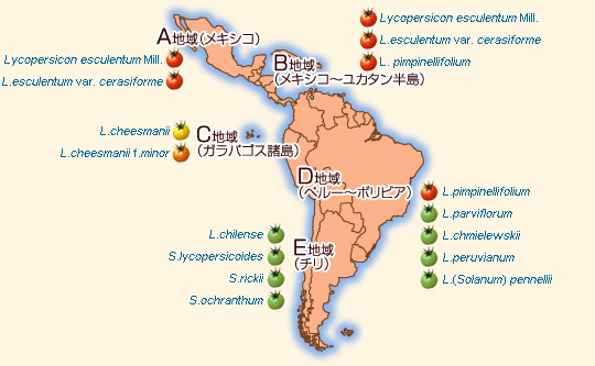 トマトの魅力と機能性を探る! | 玉川大学農学部教授 田淵俊人