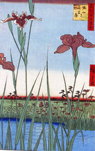 日本伝統の園芸植物 花菖蒲 の魅力に迫る 玉川大学農学部教授 田淵俊人