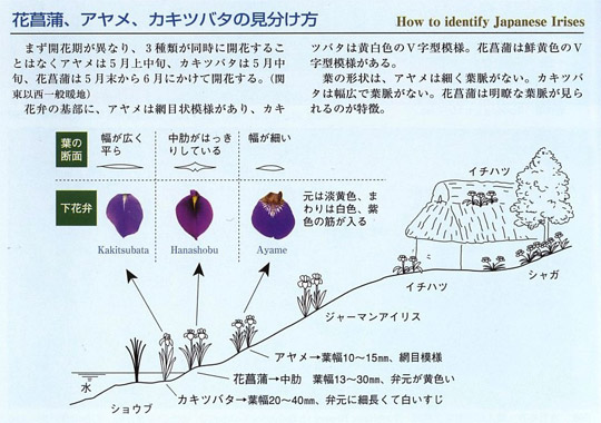 日本伝統の園芸植物 花菖蒲 の魅力に迫る 玉川大学農学部教授 田淵俊人