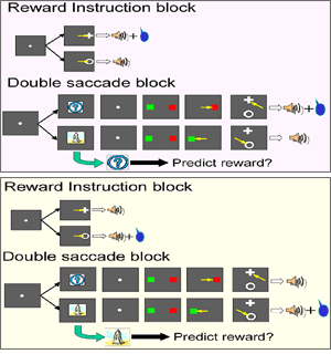 図3-1 教示ブロックと非対称報酬のスキーマ
