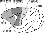 図2-1 サルの前頭葉