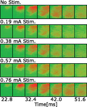 図2 海馬刺激強度の違いによる聴覚野応答への効果