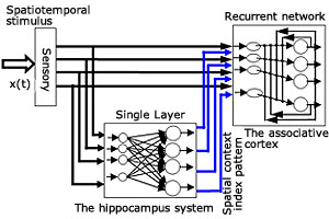図3 海馬-皮質記憶系の構造