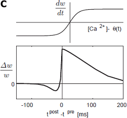 図C 提案した原理に基づくシナプス可塑性モデルが示すSTDPのタイミング依存性