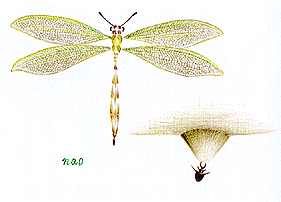 bug06.gif