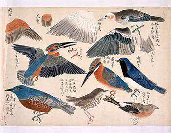 江戸時代の鳥類図譜 梶一獄筆『禽譜』