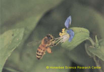 Apis mellifera