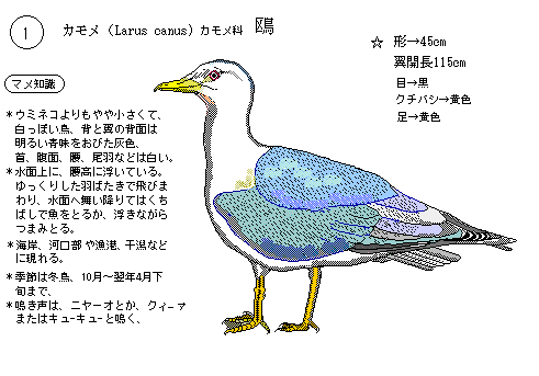 日本の野鳥１