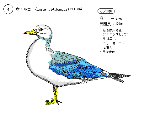 日本の野鳥１