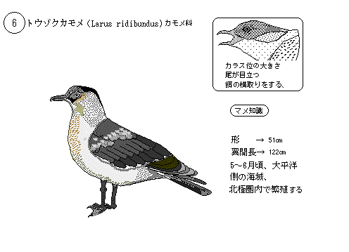 日本の野鳥１