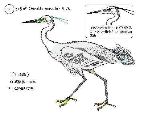 日本の野鳥１
