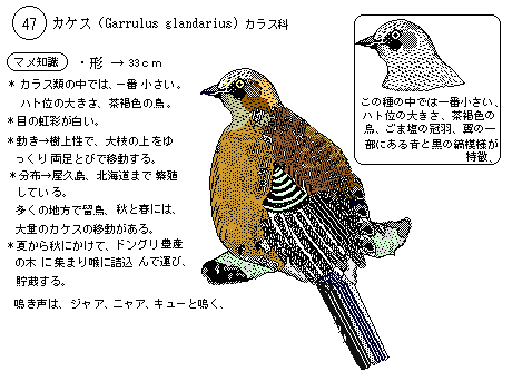 日本の野鳥５