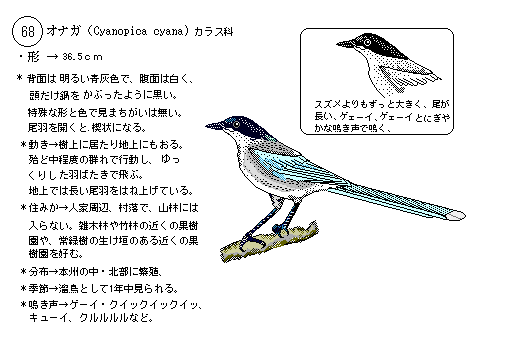 日本の野鳥7