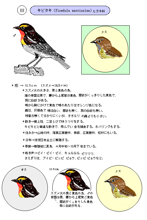 日本の野鳥7