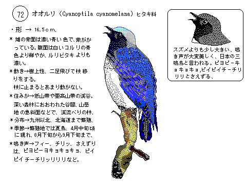 日本の野鳥7