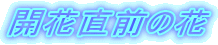 JԒỎ