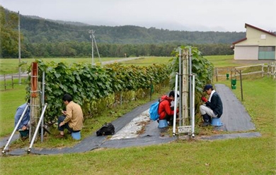 北海道実習(農場実習Ⅱ)