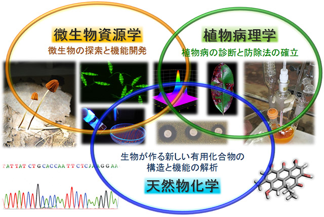 微生物、微生物が生産する有用化合物、および農作物の病害防除に関する研究