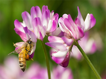 ハチミツは蜜源によって色彩や風味が異なる（写真はレンゲ）