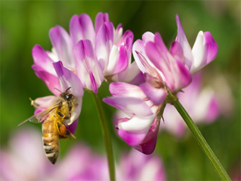 ハチミツは蜜源によって色彩や風味が異なる(写真はレンゲ)