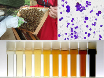 採蜜現場でのサンプリングと花粉分析を利用した真性評価