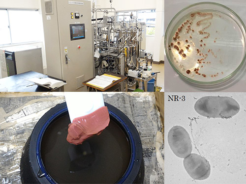 光合成細菌の水産業、農業、環境浄化への利用に関する研究