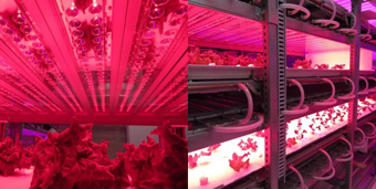 高輝度赤色LEDによるレタスの実用水耕栽培