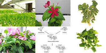 様々な色のLED光源を使った植物工場での研究