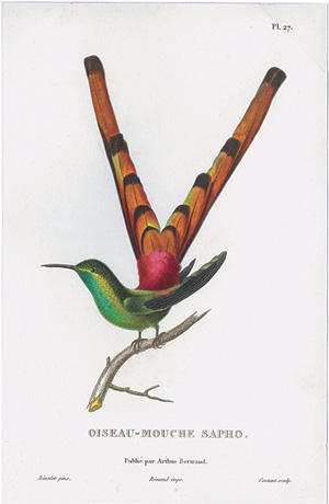 アカフタオハチドリ