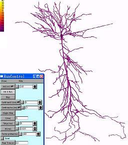 TOOLS -シミュレータNEURON-